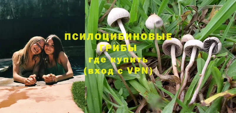 Псилоцибиновые грибы Cubensis  купить  цена  мега онион  Остров 